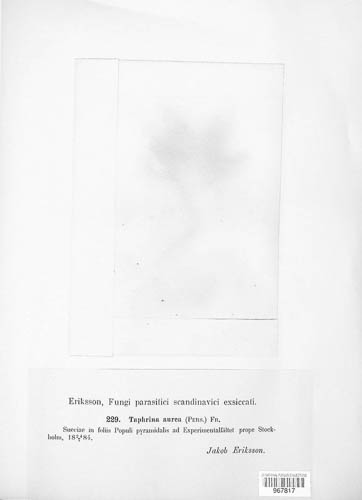 Taphrina populina image
